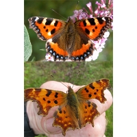 DUO PACK of Small Tortoiseshell urticae and Comma Butterfly c-album. Ten larvae of each.